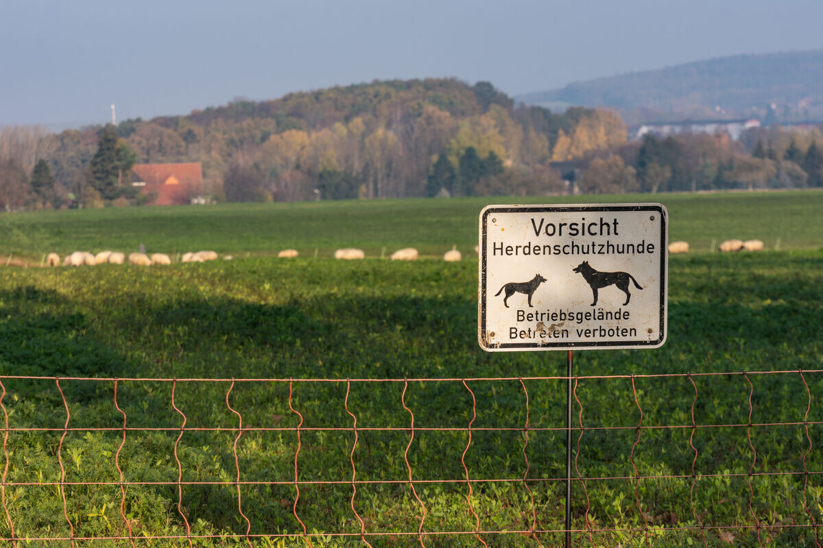 Ratgeber Herdenschutz Mit Kommunen - Schafzucht